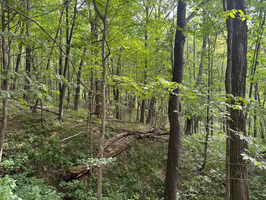 131 Sunset Mountain Village, Slatyfork, WV 26291 - Image #3