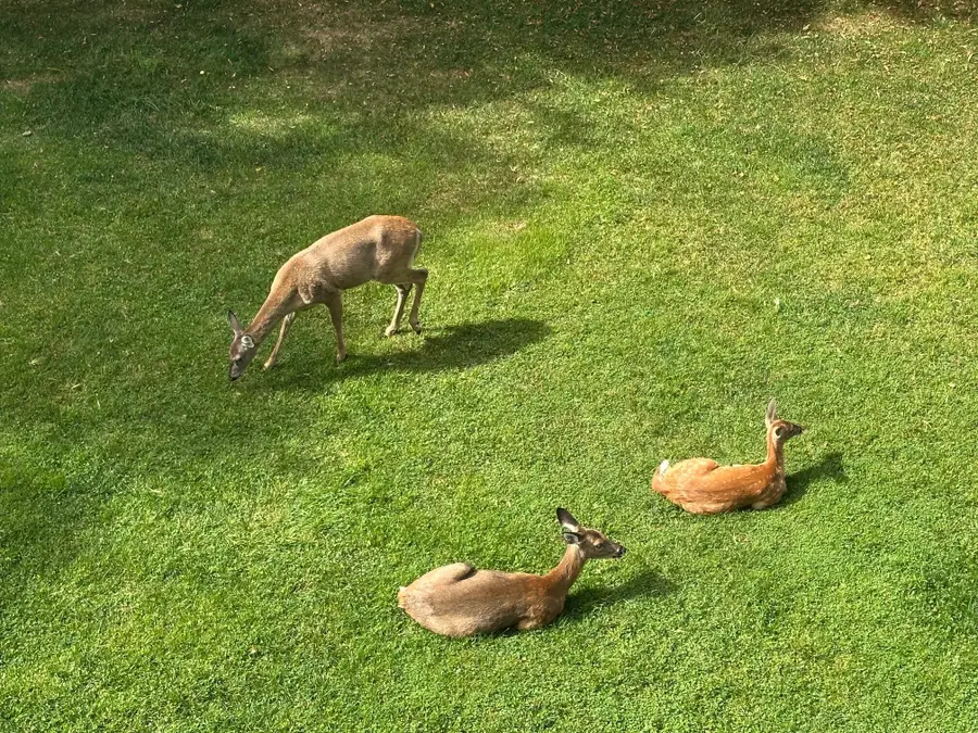 58 Ridgewood, Snowshoe, WV 26209 - #2