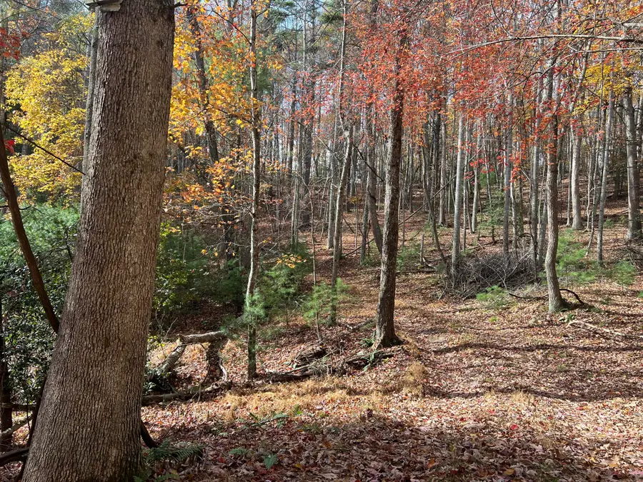 Hollywood Glace Road, Union, WV 24983 - #3