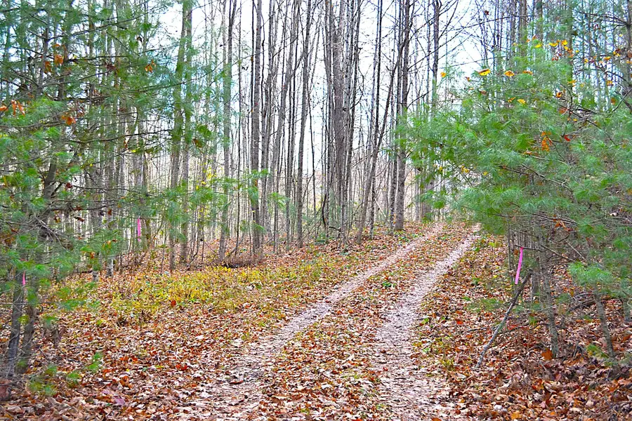 390 Joyful Way, Jumping Branch, WV 25969 - #2