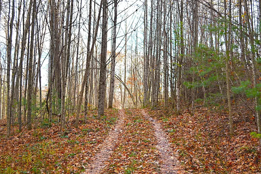 390 Joyful Way, Jumping Branch, WV 25969 - #3