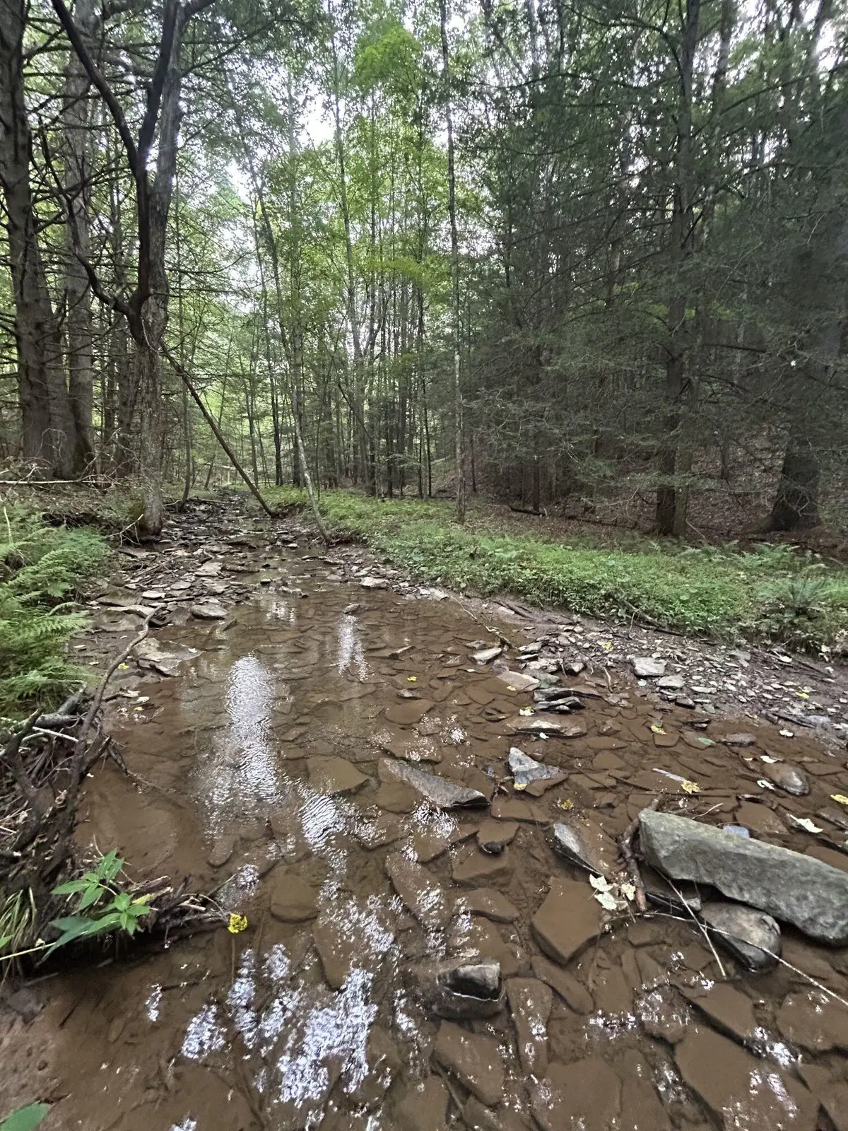350 Sanford Boggs Dr, Marlinton, WV 24954 - #1