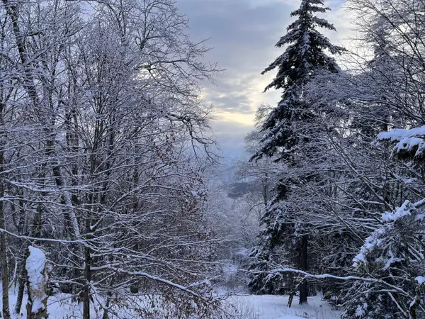 448 N Westridge Road, Snowshoe, WV 26209