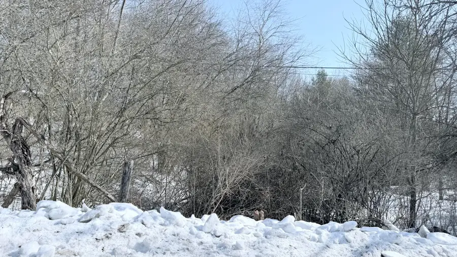 Vago Rd, Anthony, WV 24938 - #2