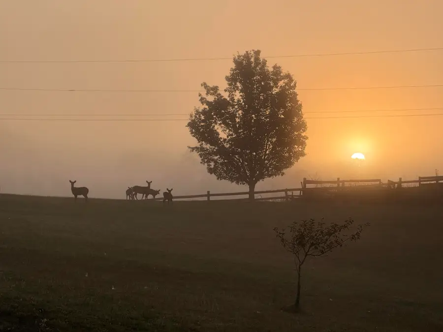 360 Rainbow Ln, Asbury, WV 24916 - #3