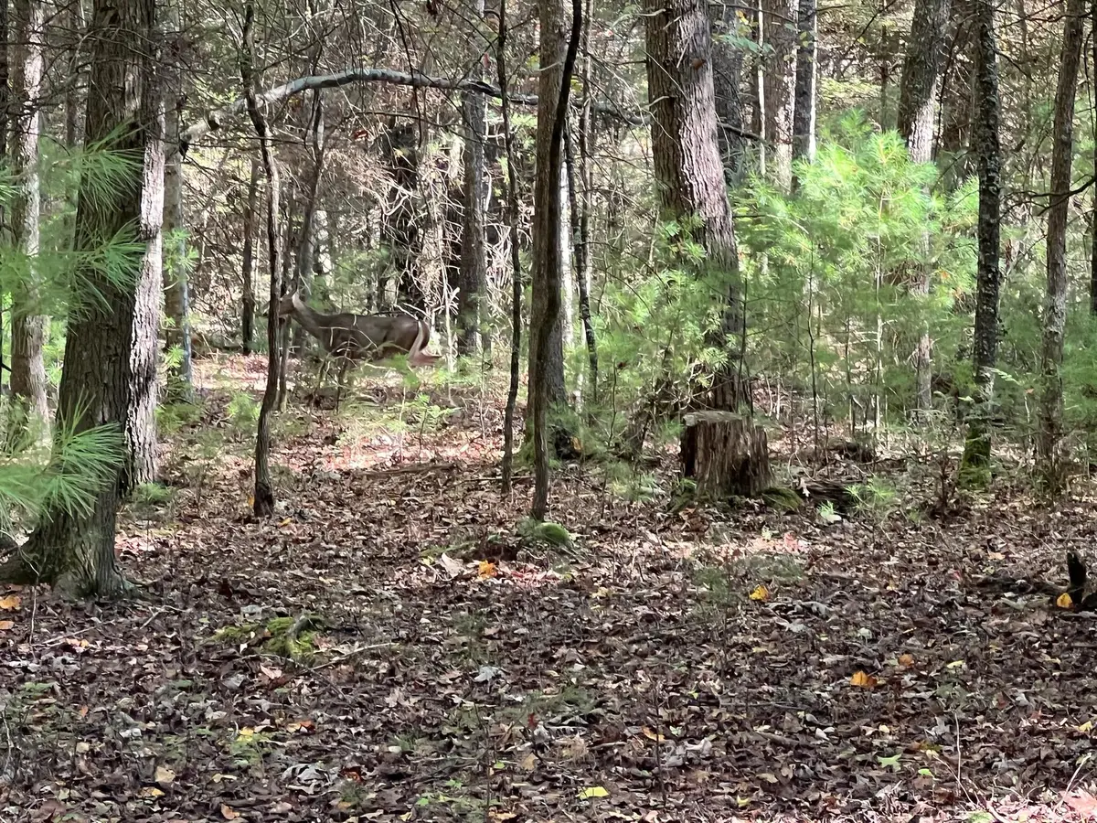 Asbury Trace, Asbury, WV 24910 - #1