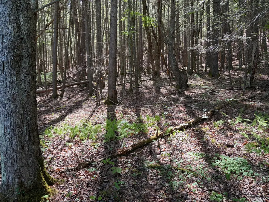 Lot 15 Pocahontas Trail, White Sulphur Springs, WV 24986 - #2