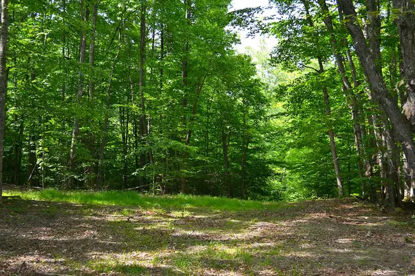 Cold Hollow Rd, Rainelle, WV 25962