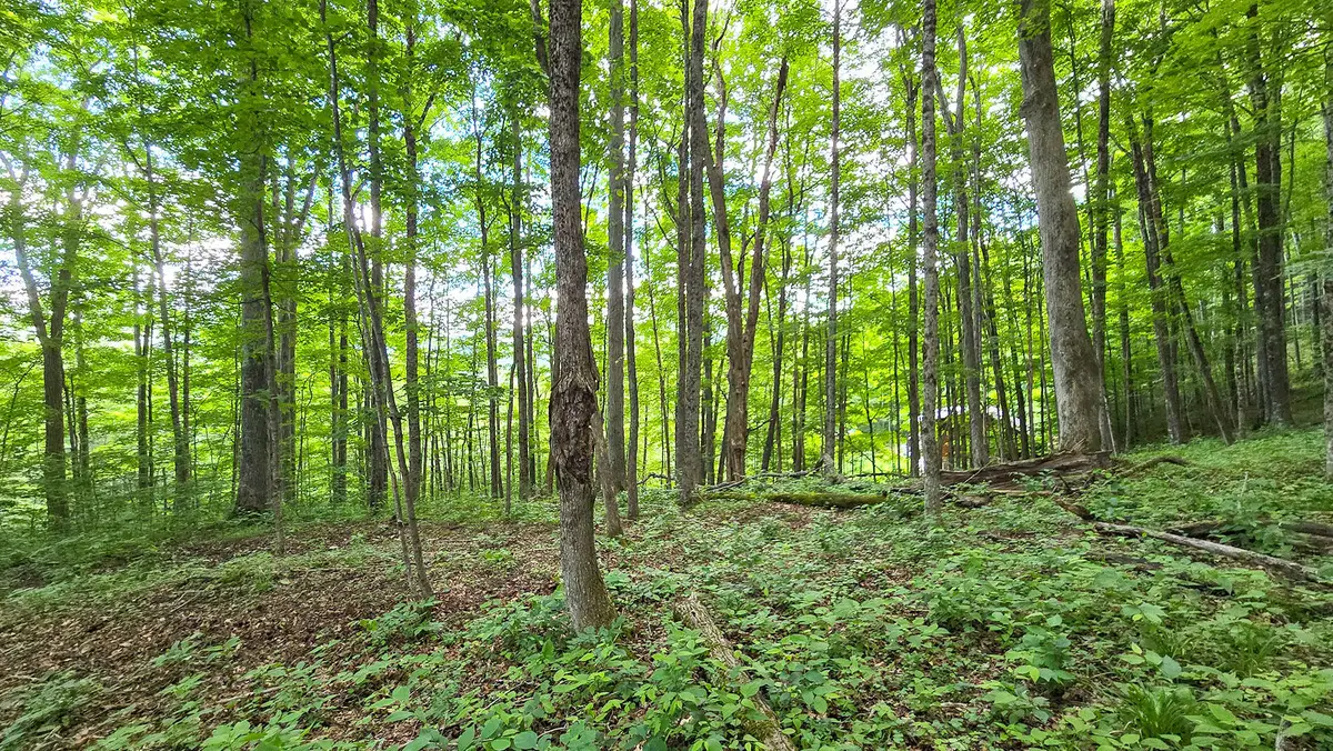 Lot 13 Lower Cherry Grove, Slatyfork, WV 26291 - #1