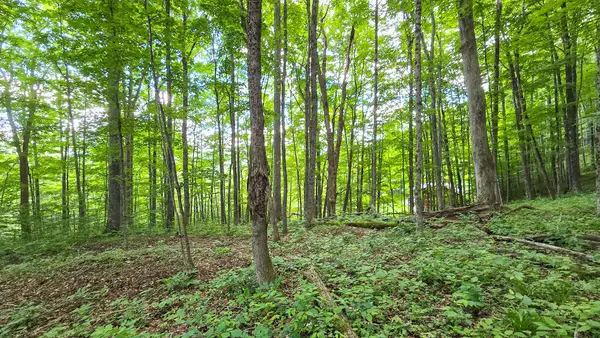 Lot 13 Lower Cherry Grove, Slatyfork, WV 26291