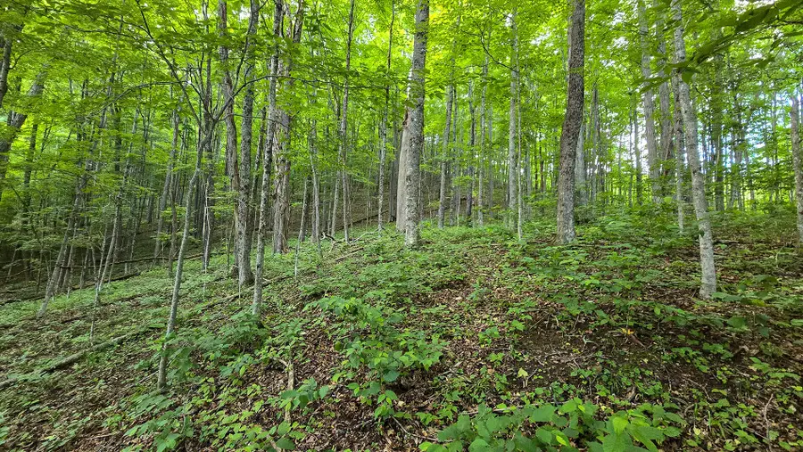 Lot 13 Lower Cherry Grove, Slatyfork, WV 26291 - #3