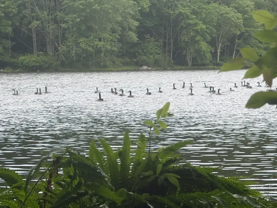 1446 Moncove Lake Access Rd, Gap Mills, WV 24941 - #3
