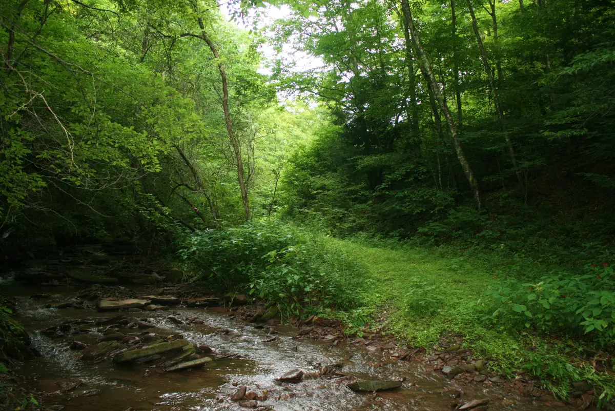 8321 Leonard-cordova Rd, Renick, WV 24966 - #1