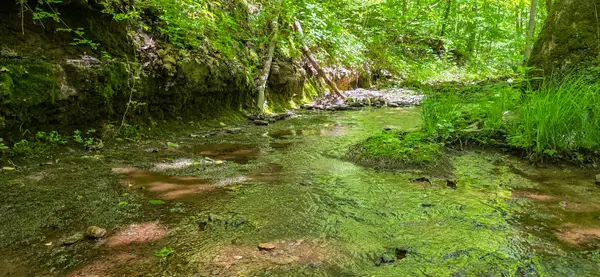 Ellison Ridge, Jumping Branch, WV 25969
