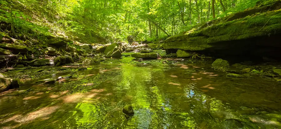 Ellison Ridge, Jumping Branch, WV 25969 - #3