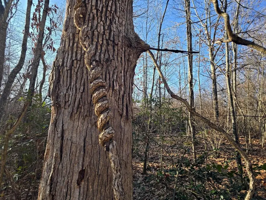 Collinwood Drive, Oak Hill, WV 25840 - Image #3