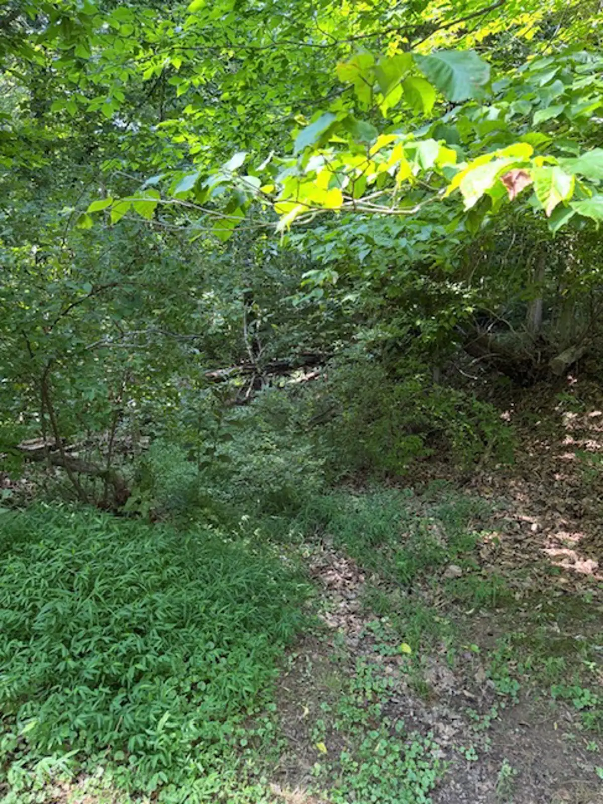 Amey Drive, Barboursville, WV 25504 - #1