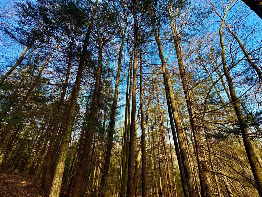 Lot 30 Wild Flower Way, Albright, WV 26519 - Image #2