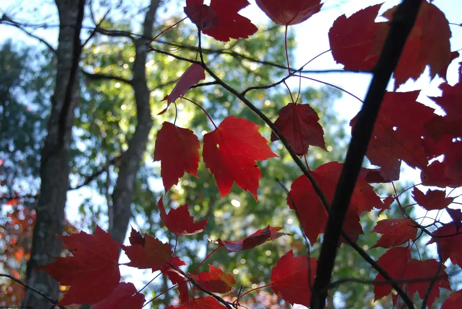 Lot 227 Black Oak Drive, Moorefield, WV 26836 - Image #2