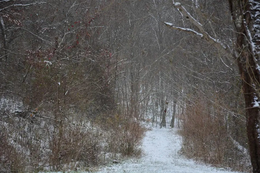 To Be Determine Sand Fork Road, Roanoke, WV 26447-0000 - Image #2