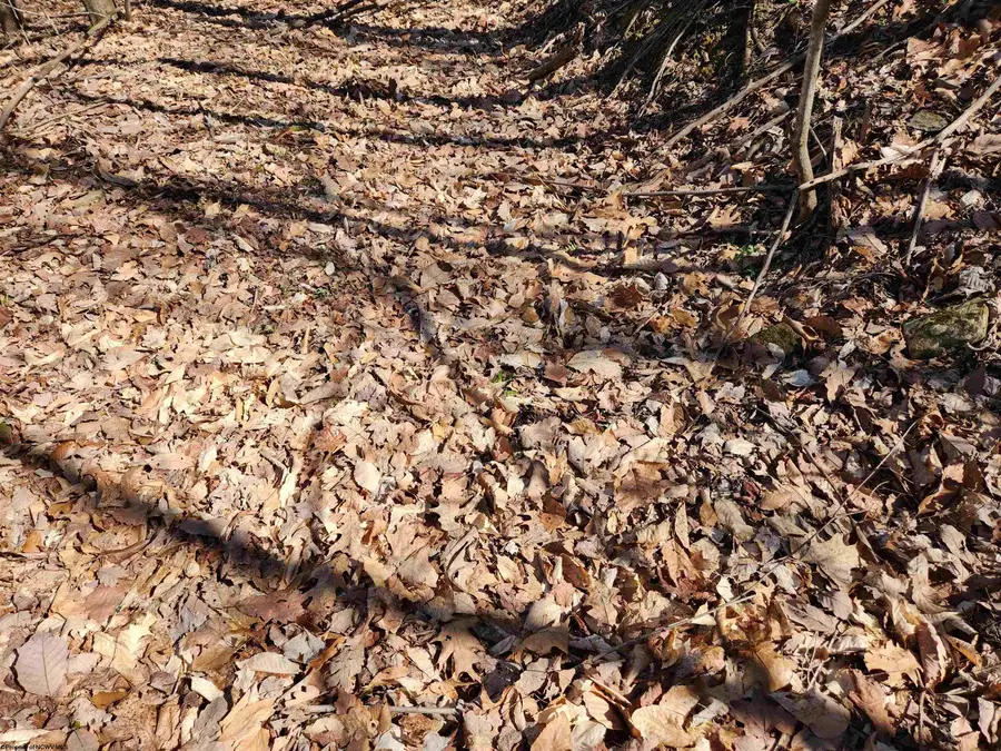 TBD Lynn Chapel Road, Grafton, WV 26354 - Image #3