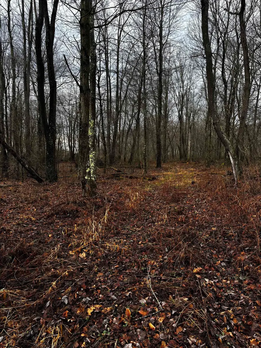 TBD Crab Orchard Road, Albright, WV 26519 - Image #2