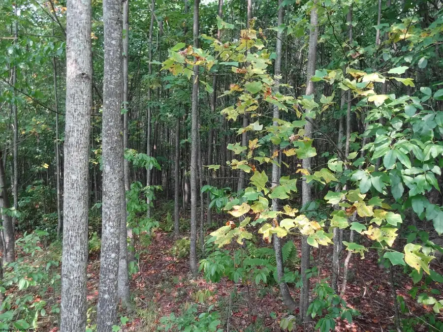 2110 W Teter Creek Road, Belington, WV 26250 - #3