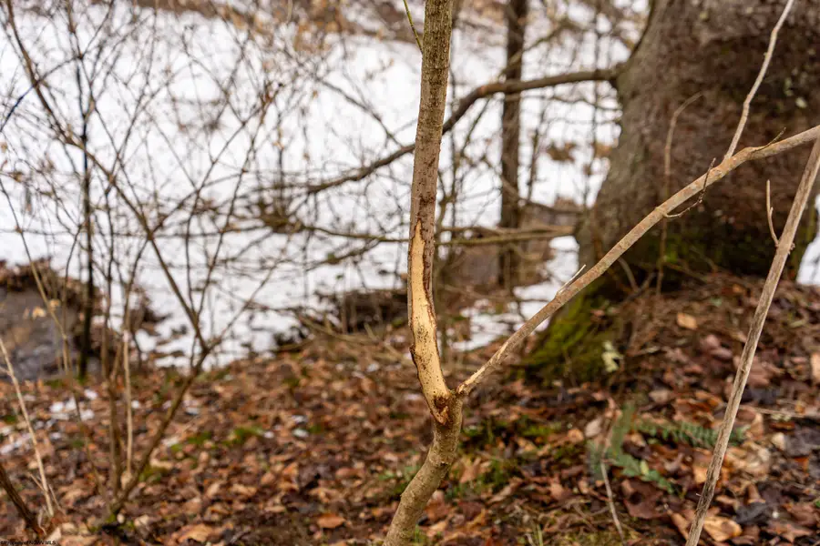 Lot 1 Huey Run Road, Mannington, WV 26582 - #2