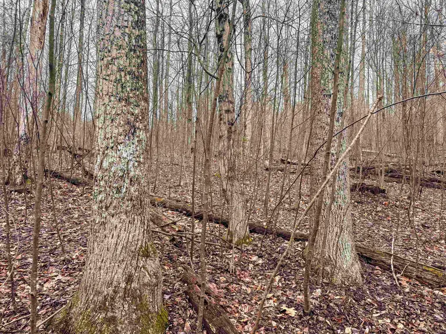 Lot 1 Red Rock Road, Rowlesburg, WV 26425 - #2