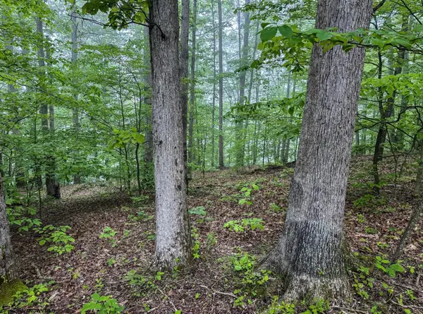 Lot 1 Shortline Highway, Porters Falls, WV 26162