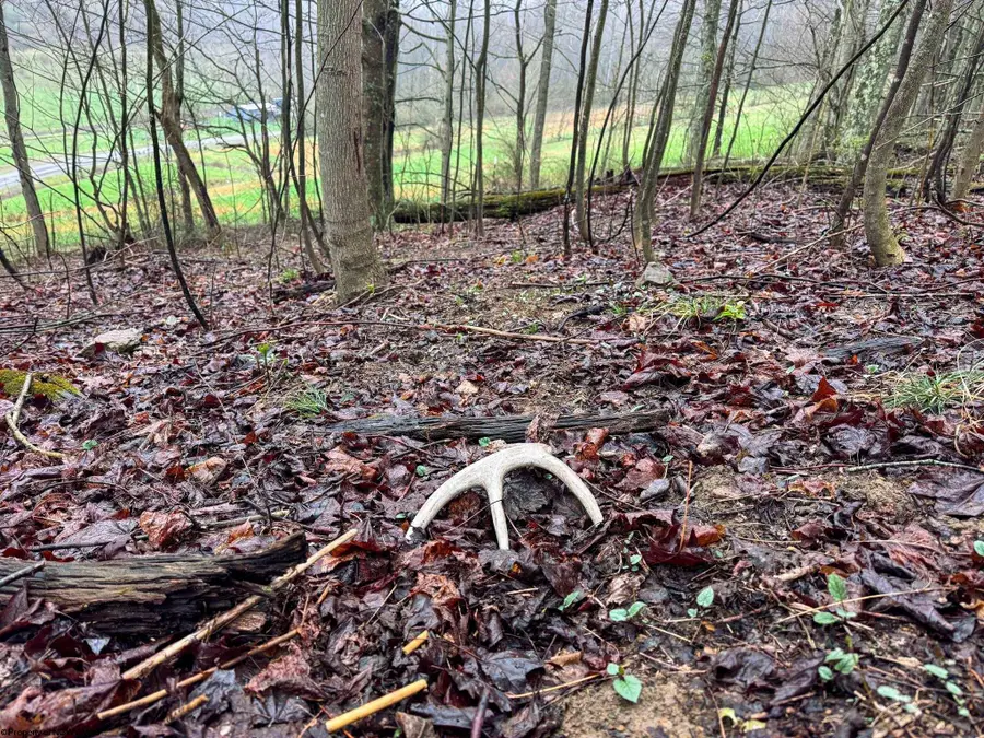 0 Bear Mountain Road, Flemington, WV 26347 - #3