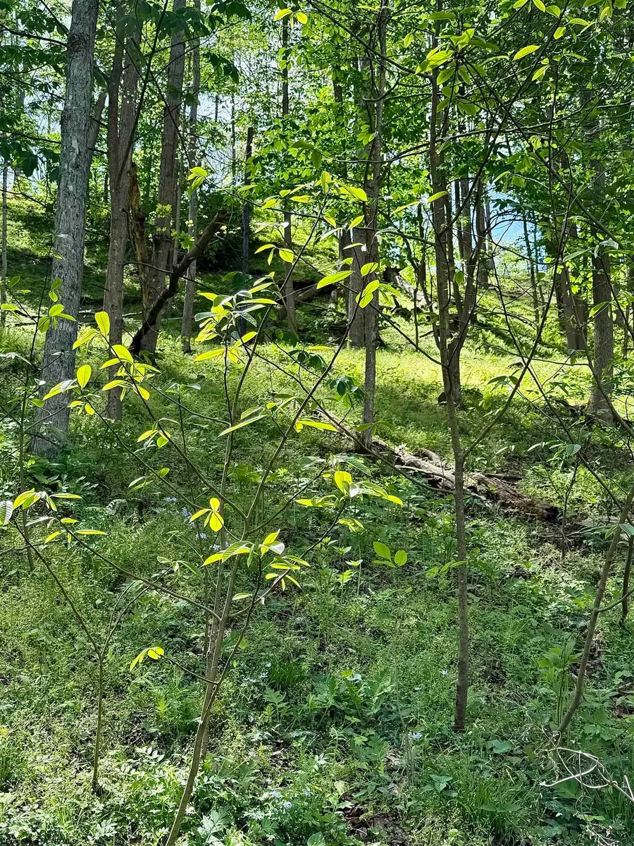 Lot 99 Crystal Lake, West Union, WV 26456 - #3