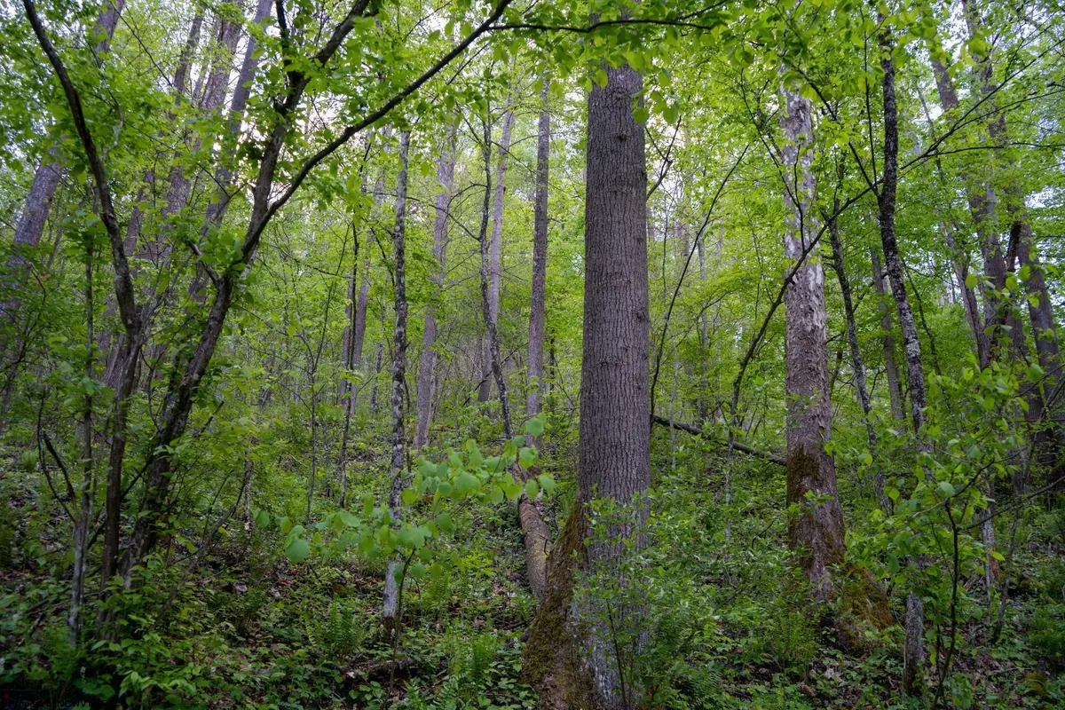 Lot 1 Manion Road, Folsom, WV 26348 - #1