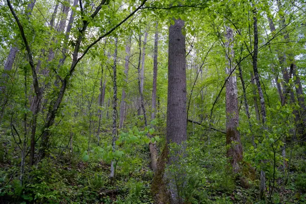 Lot 1 Manion Road, Folsom, WV 26348