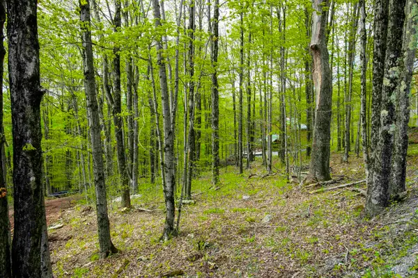 99 Fern Lane, Davis, WV 26260
