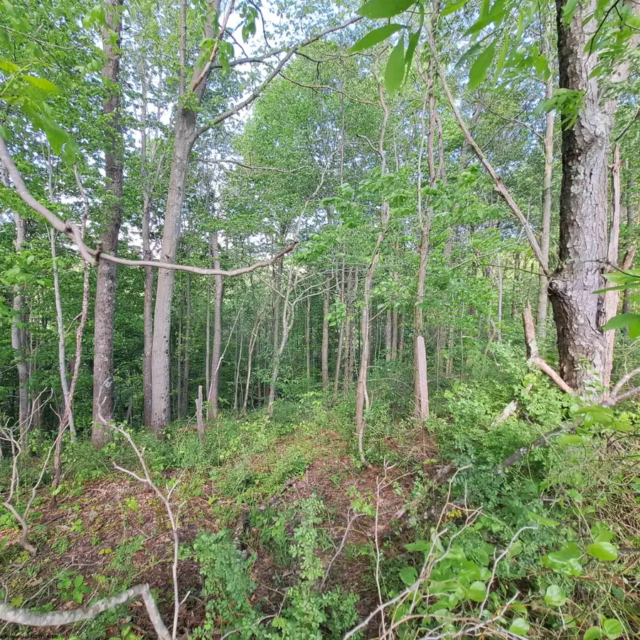 TBD Hudson Mill Road, Albright, WV 26519 - #3