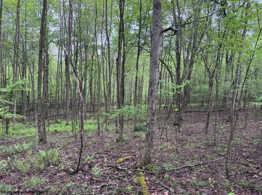 Lot 103 Laurel Loop, Bruceton Mills, WV 26525 - #2