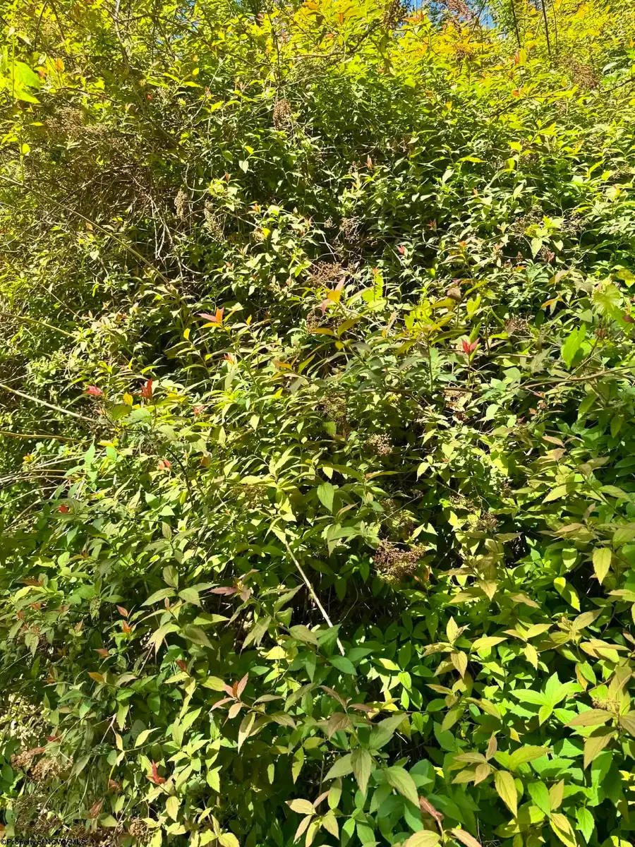 TBD Elkins Avenue, Kingwood, WV 26537 - #3