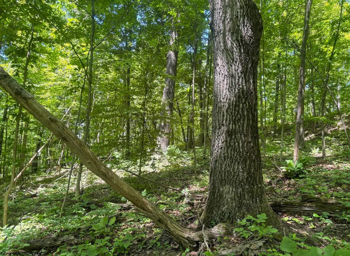 Lot 1 Ashland Ridge, Porters Falls, WV 26162 - #1