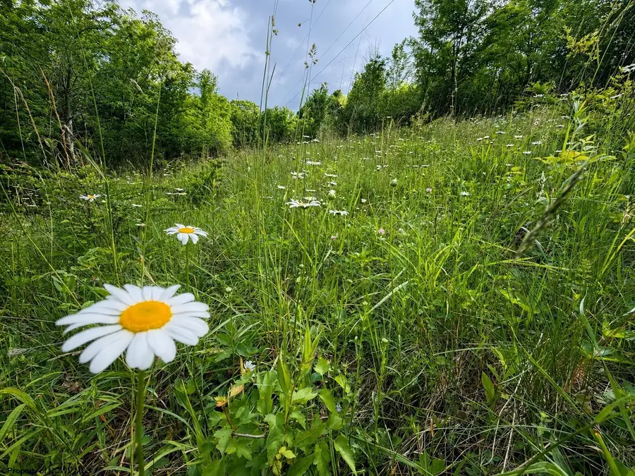 Lot 6 Iron Horse Lane, Dryfork, WV 26263 - #3