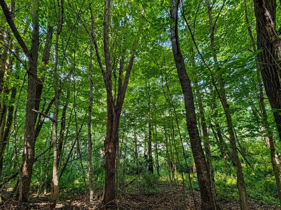 Lot 8 Iron Horse Lane, Dryfork, WV 26263 - #3