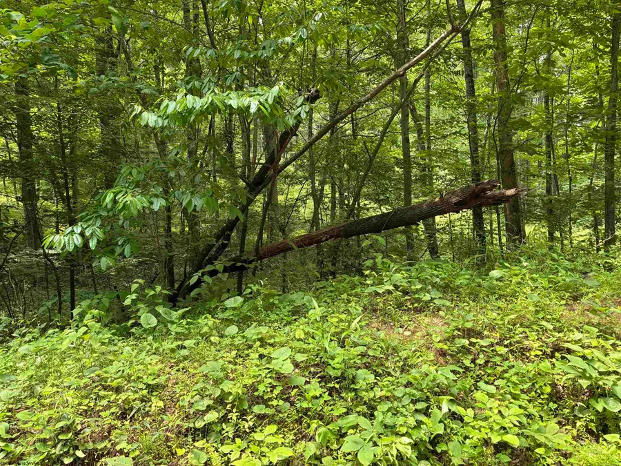 1168 Heaston Ridge Road, Crawford, WV 26343 - #3