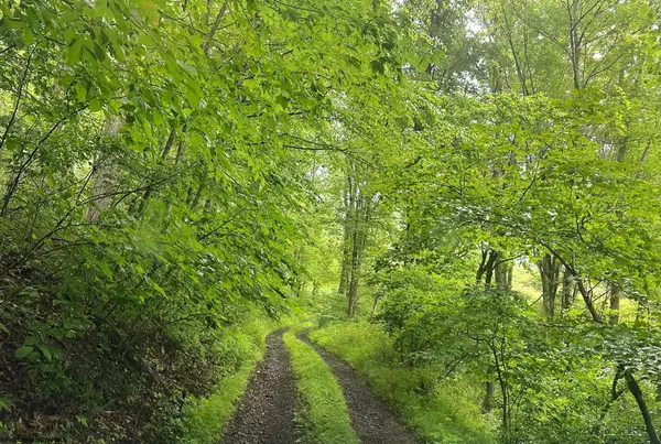 TBD SALTLICK Road, Terra Alta, WV 26764