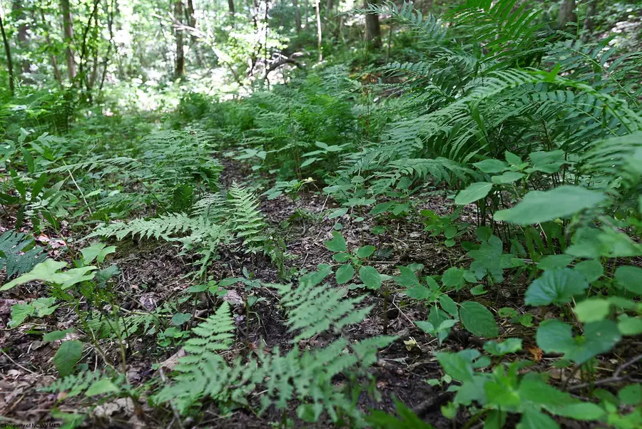 Lot 1 Four States Road, West Augusta, WV 26572 - #2