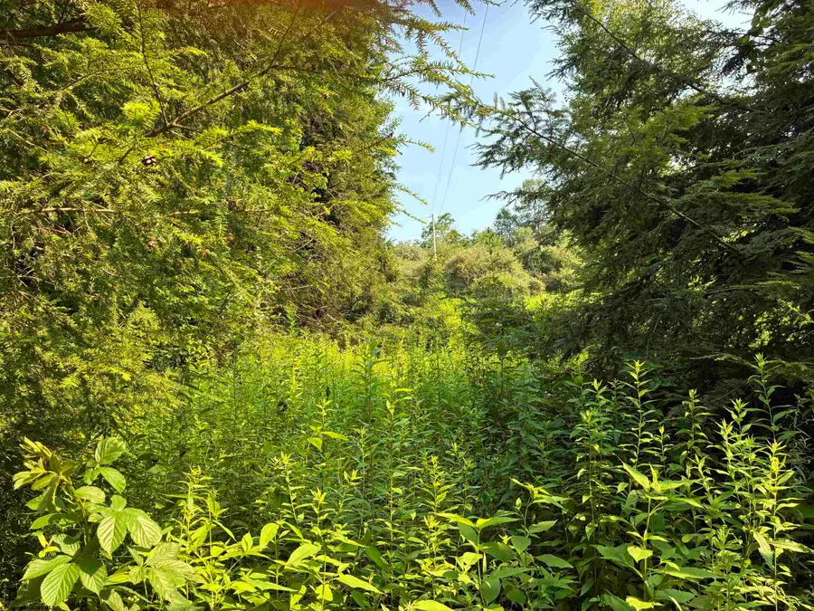 Lot B Woolen Mills Road, Albright, WV 26519 - #2