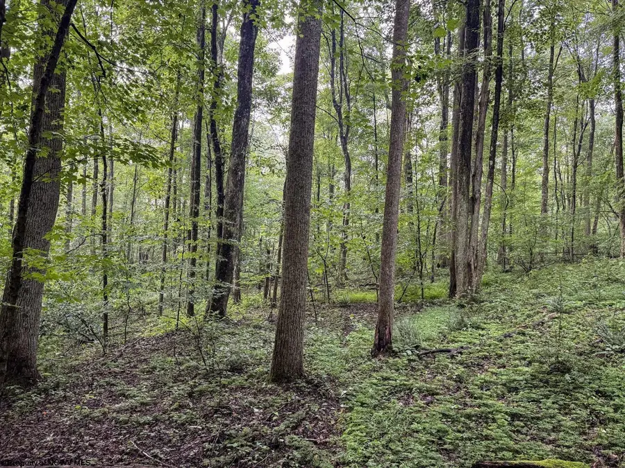 Lot 1 Hanging Run Road, Belington, WV 26250 - #2