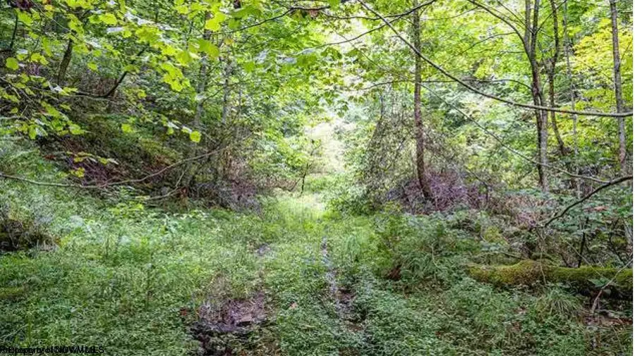 TBD Yellow House Lane, Elkins, WV 26241 - #3