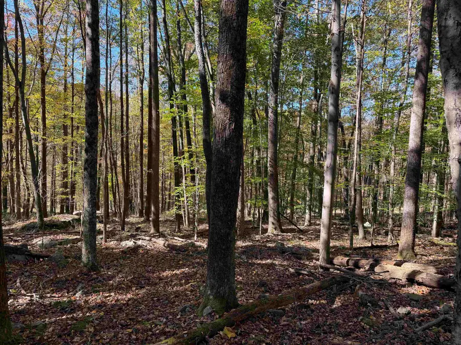 TBD Clemtown Road, Philippi, WV 26416 - #3